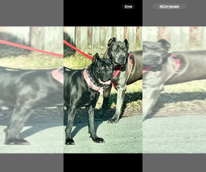 Mother of the Cane Corso puppies born on 06/14/2025
