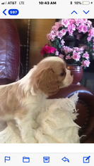 Cavalier King Charles Spaniel Puppy for sale in KAYSVILLE, UT, USA
