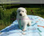 Small #4 German Shepherd Dog