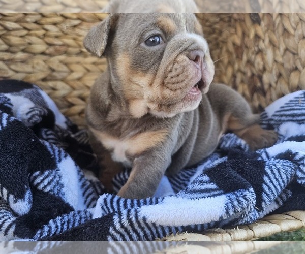 Medium Photo #4 Bulldog Puppy For Sale in RIVERSIDE, CA, USA