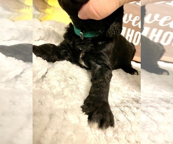 Medium Photo #18 Labradoodle-Poodle (Standard) Mix Puppy For Sale in MIDDLESEX, NC, USA