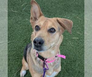 German Shepherd Dog-Unknown Mix Dogs for adoption in Las Vegas, NV, USA