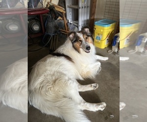 Father of the Border Collie-Collie Mix puppies born on 07/14/2025
