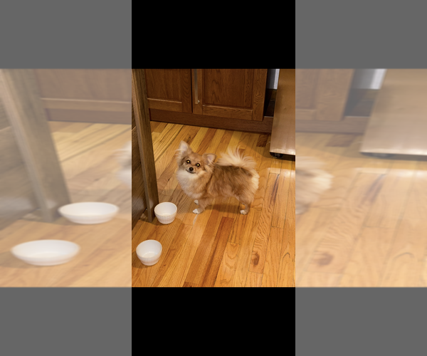 Medium Photo #2 Pomeranian Puppy For Sale in DENVER, CO, USA