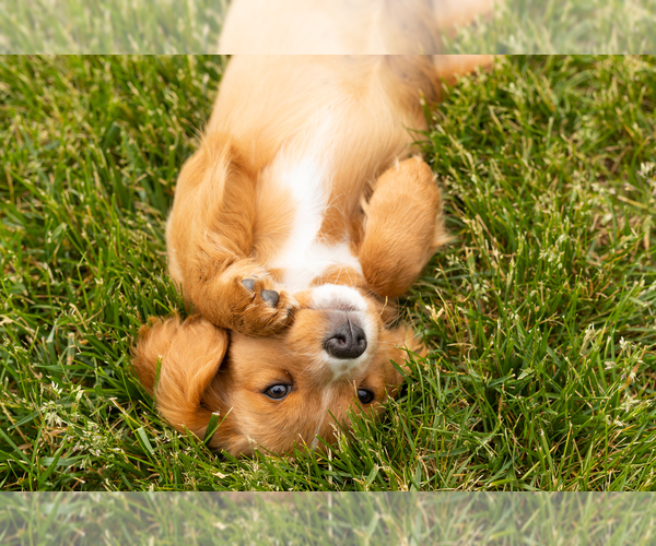 Medium Photo #23 Golden Cavadoodle Puppy For Sale in MILLERSBURG, IN, USA
