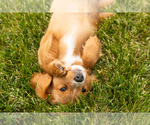 Small Photo #23 Golden Cavadoodle Puppy For Sale in MILLERSBURG, IN, USA