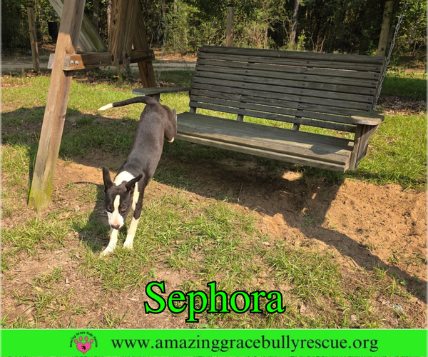 Medium Photo #5 Labrador Retriever-Unknown Mix Puppy For Sale in Milton, FL, USA