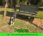 Small #4 Labrador Retriever Mix