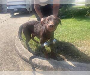 Labrador Retriever Dogs for adoption in Houston, TX, USA