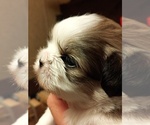 Puppy Bruce Wayne Shih Tzu