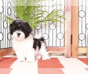 Mal-Shi-Shih Tzu Mix Puppy for sale in NAPLES, FL, USA