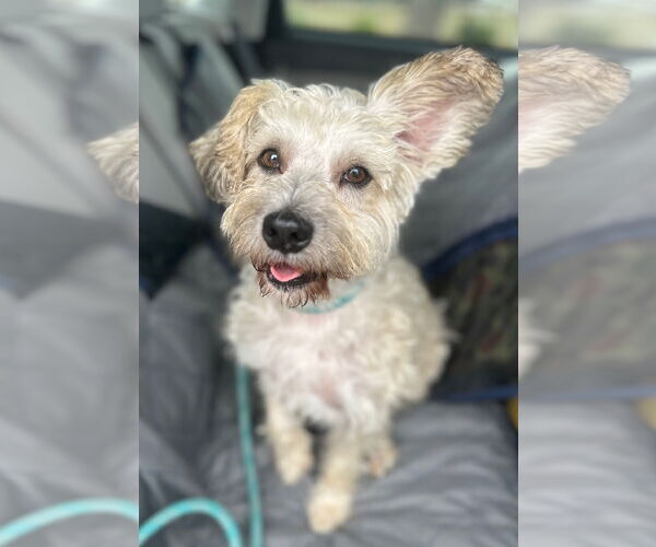 Medium Photo #2 Cairn Terrier-Unknown Mix Puppy For Sale in Newport Beach, CA, USA