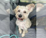 Small #1 Cairn Terrier Mix