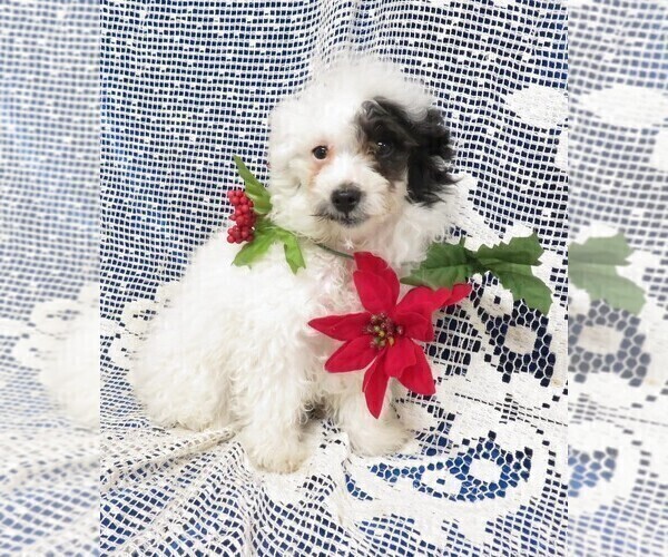 Medium Photo #2 Poodle (Toy) Puppy For Sale in HARTVILLE, MO, USA