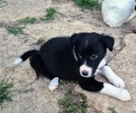 Puppy Poppy Border-Aussie