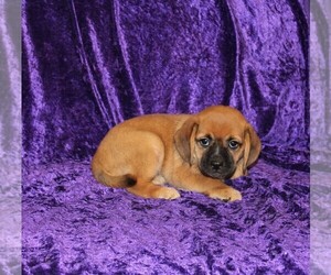 Puggle Puppy for sale in BLOOMINGTON, IN, USA