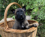 Small #6 Belgian Malinois