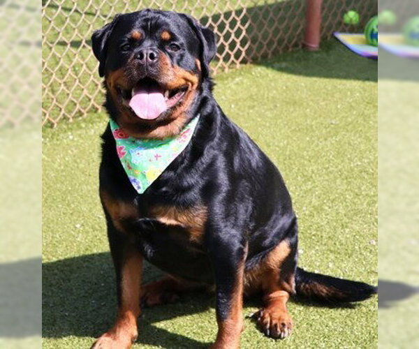 Medium Photo #4 Rottweiler Puppy For Sale in Hillsboro, NH, USA