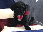 Small Photo #2 Poochon Puppy For Sale in HONEY BROOK, PA, USA