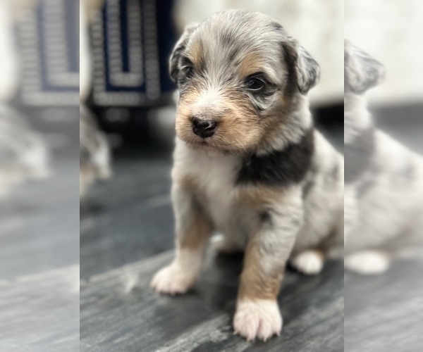 Medium Photo #6 Australian Shepherd Puppy For Sale in NEW BRAUNFELS, TX, USA