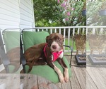 Small Photo #2 Mutt Puppy For Sale in Holly Springs, NC, USA