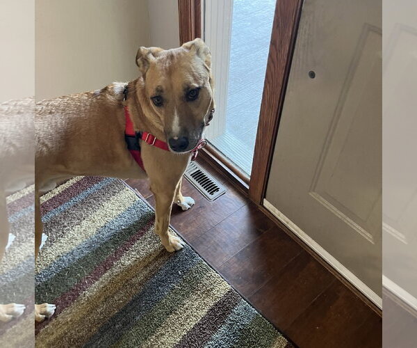 Medium Photo #8 Mutt Puppy For Sale in Fargo, ND, USA
