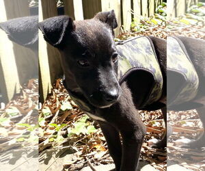 Medium Labrador Retriever Mix
