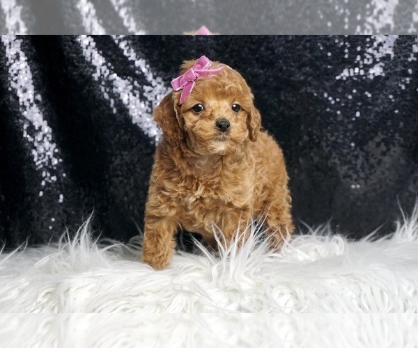 Medium Photo #44 Poodle (Toy) Puppy For Sale in WARSAW, IN, USA
