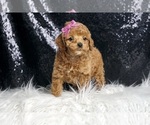 Small #4 Poodle (Toy)