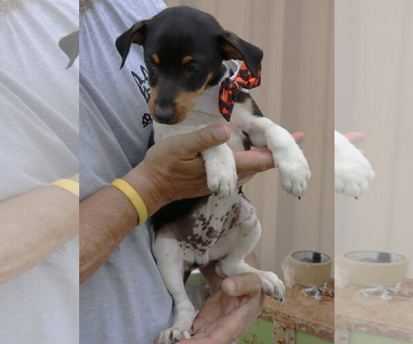 Medium Photo #4 Rat Terrier Puppy For Sale in Bandera, TX, USA