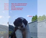Small Photo #16 Australian Shepherd Puppy For Sale in FLEMINGSBURG, KY, USA