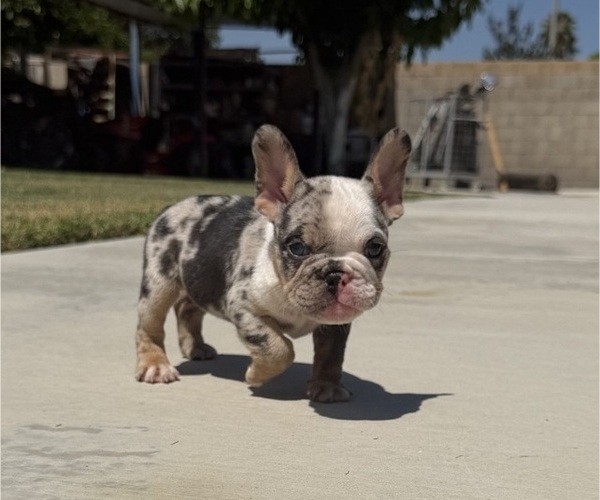 Medium Photo #3 French Bulldog Puppy For Sale in BLOOMINGTON, CA, USA