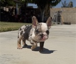 Small #2 French Bulldog