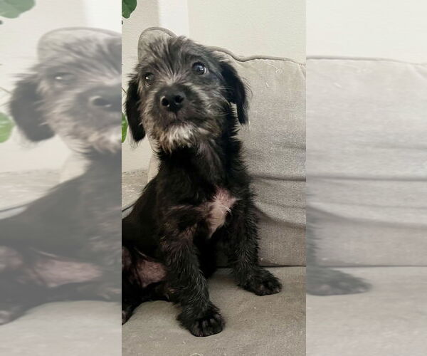 Medium Photo #3 Poodle (Miniature)-Unknown Mix Puppy For Sale in Dana Point, CA, USA