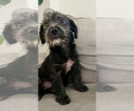 Small #2 Poodle (Miniature) Mix