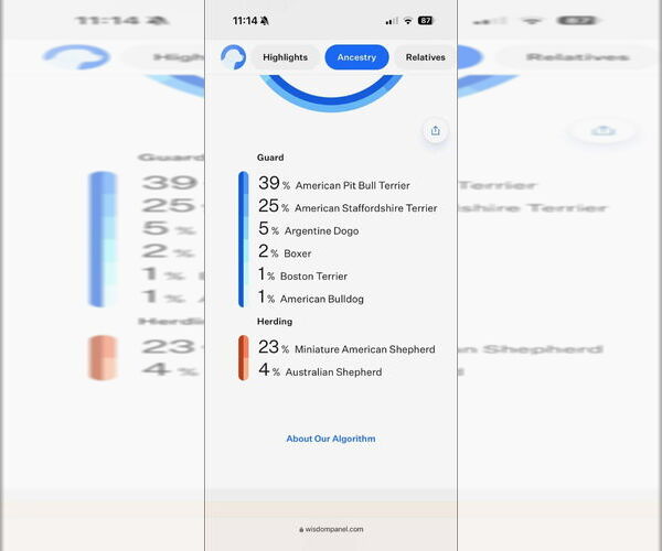 Medium Photo #6 Mutt Puppy For Sale in Great Bend, KS, USA