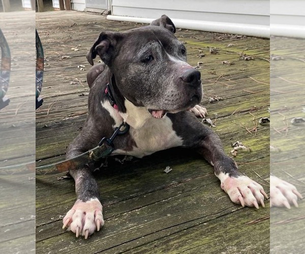 Medium Photo #4 American Pit Bull Terrier-Unknown Mix Puppy For Sale in Calhoun, GA, USA