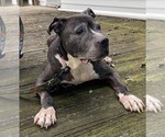 Small #3 American Pit Bull Terrier Mix