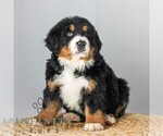 Small #3 Bernese Mountain Dog