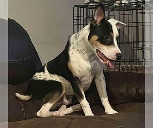 Mutt Dogs for adoption in San Antonio, TX, USA