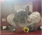 Small Photo #1 French Bulldog Puppy For Sale in MOORELAND, IN, USA