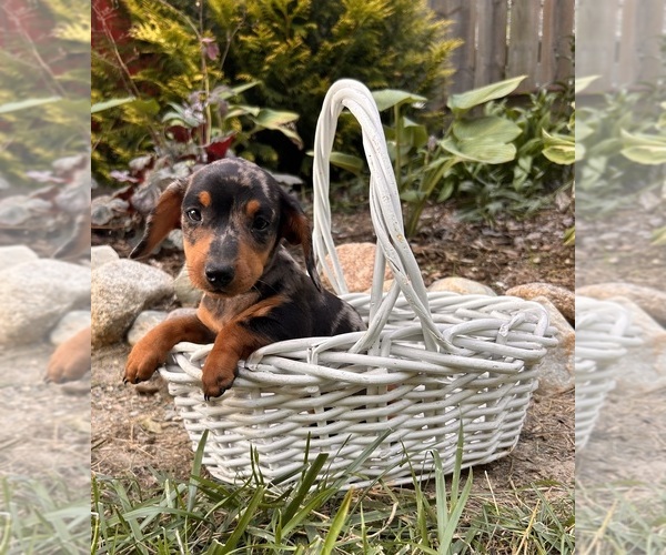 Medium Photo #3 Dachshund Puppy For Sale in MIDDLEBURY, IN, USA