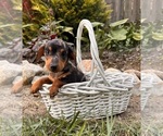 Small #2 Dachshund