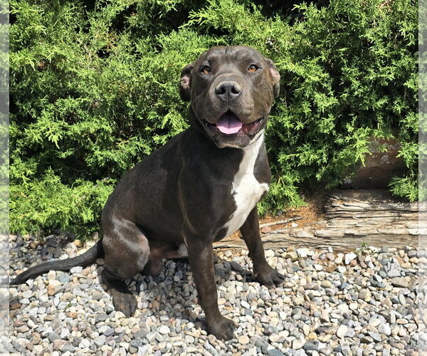 Medium Photo #4 American Staffordshire Terrier-Unknown Mix Puppy For Sale in Albuquerque, NM, USA