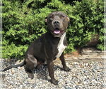 Small #3 American Staffordshire Terrier Mix