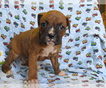 Small Photo #1 Boxer Puppy For Sale in SHILOH, OH, USA