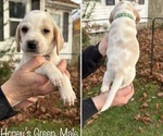 Puppy Honeys Green Beagle