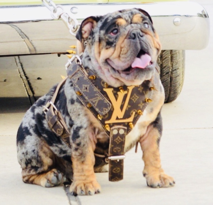 Medium Photo #1 Bulldog Puppy For Sale in ARLINGTON, TX, USA