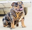 Small Photo #1 Bulldog Puppy For Sale in ARLINGTON, TX, USA