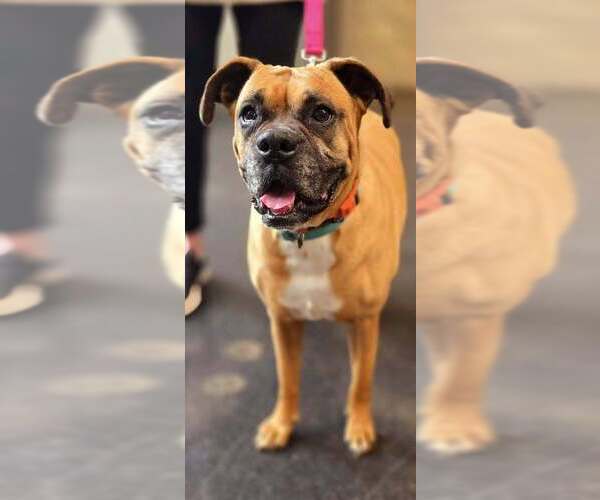 Medium Photo #2 Boxer Puppy For Sale in Austin, TX, USA